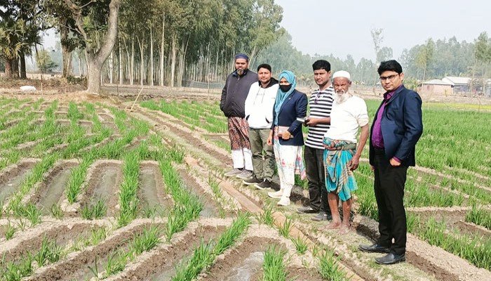 যে কারণে জনপ্রিয় হচ্ছে সারি পদ্ধতিতে গম চাষ