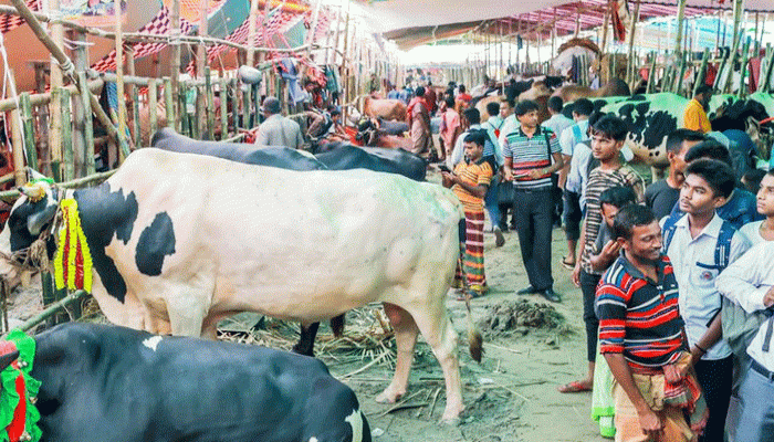 পশুর হাটে ও কোরবানিতে যে-সব নির্দেশনা মানতে হবে