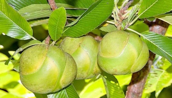 চালতার যত গুণ