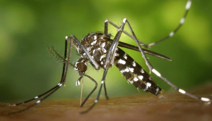 টাঙ্গাইলে ডেঙ্গুতে আক্রান্ত হয়ে এক ব্যক্তির মৃত্যু